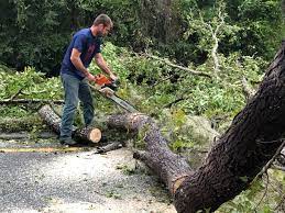 Professional Tree Care in Shallowater, TX